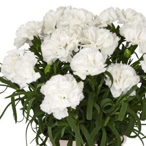 Kokulu beyaz bodur karanfil fidesi dianthus sweet pleasure white 7 yada 9 cm saksıda