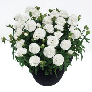 Kokulu beyaz bodur karanfil fidesi dianthus sweet pleasure white 7 yada 9 cm saksıda