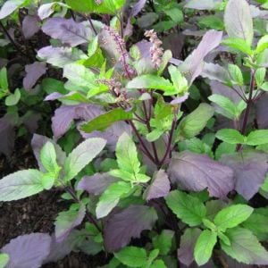 Şifalı tulsi kırmızı kutsal tayvan fesleğeni tohumu