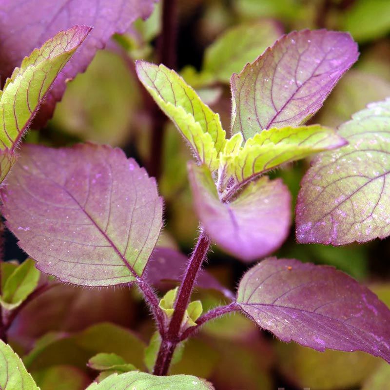Şifalı tulsi kırmızı kutsal tayvan fesleğeni tohumu
