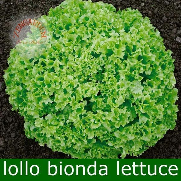 Lollo bionda marul tohumu kıvırcık