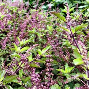 Şifalı tulsi kırmızı kutsal tayvan fesleğeni tohumu