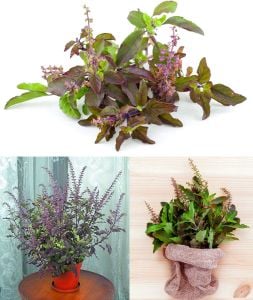 Şifalı tulsi kırmızı kutsal tayvan fesleğeni tohumu