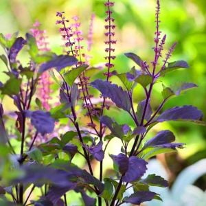 Şifalı tulsi kırmızı kutsal tayvan fesleğeni tohumu