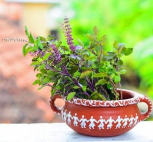 Şifalı tulsi kırmızı kutsal tayvan fesleğeni tohumu