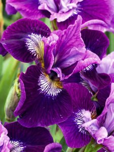 Lady vanessa süsen soğanı iris siberian