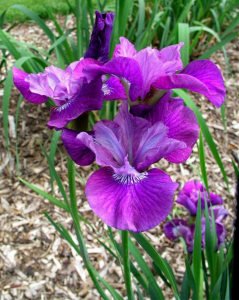Lady vanessa süsen soğanı iris siberian