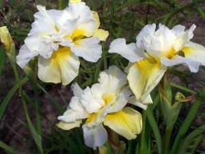 Double play süsen soğanı iris siberian