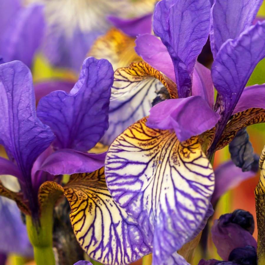 Shakers Prayer süsen soğanı iris siberian