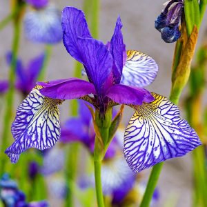 Shakers Prayer süsen soğanı iris siberian