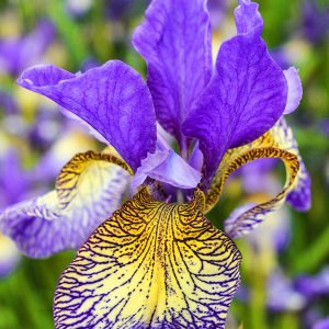 Shakers Prayer süsen soğanı iris siberian