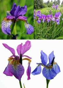 Shakers Prayer süsen soğanı iris siberian