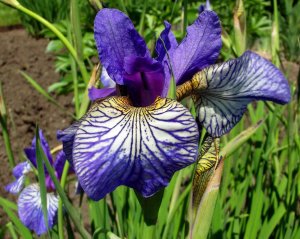 Shakers Prayer süsen soğanı iris siberian