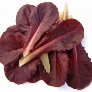 Şarap kırmızı yaprak marul tohumu cos tipi