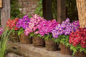 Schizanthus Atlantis kelebek çiçeği F1 1 adet 7 cm saksıda