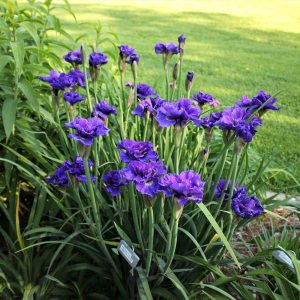 Concord crush süsen soğanı iris siberian