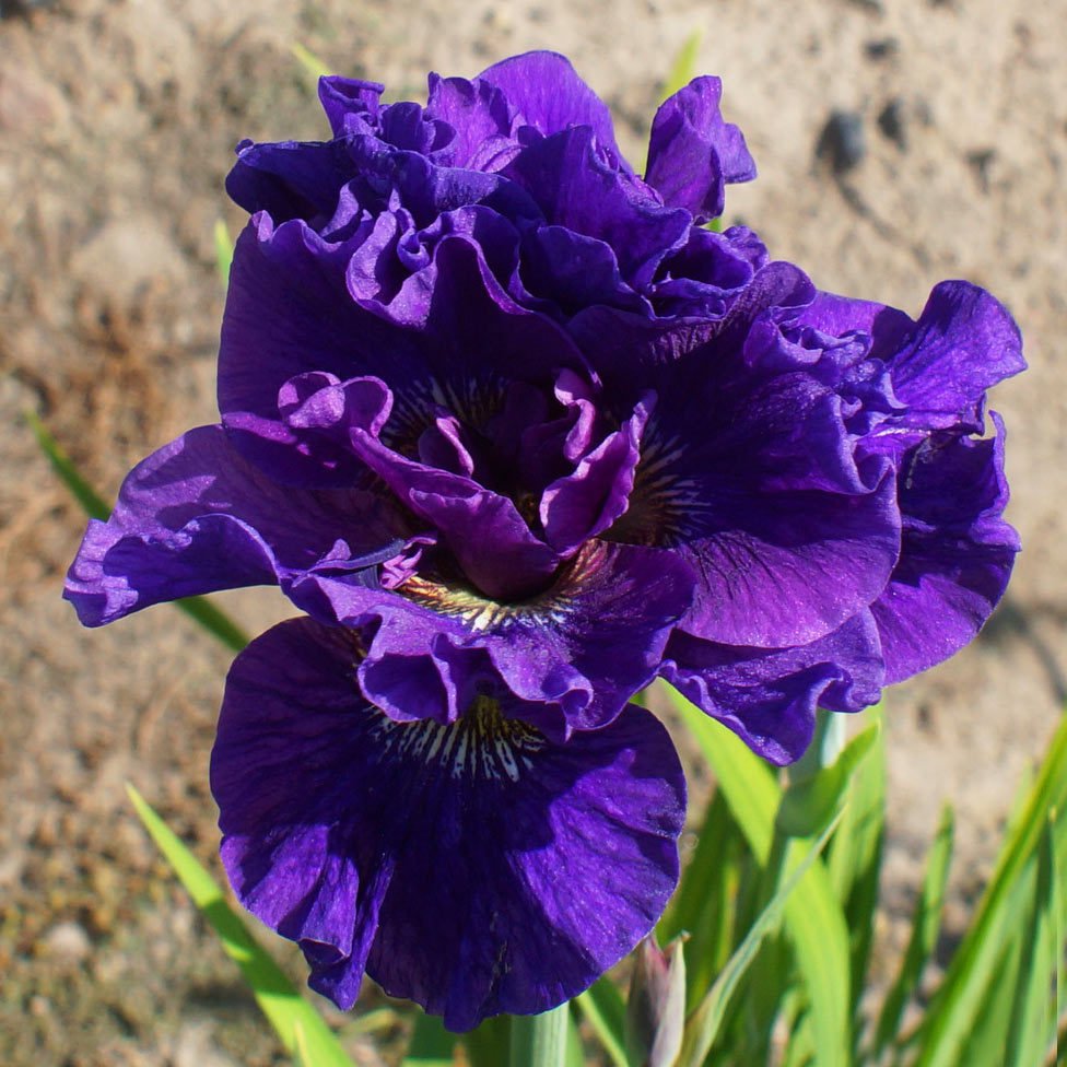 Concord crush süsen soğanı iris siberian