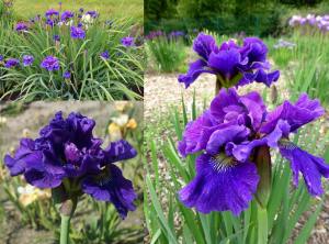 Concord crush süsen soğanı iris siberian