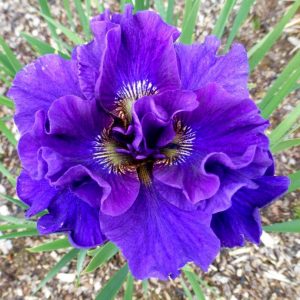 Concord crush süsen soğanı iris siberian