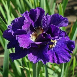 Concord crush süsen soğanı iris siberian
