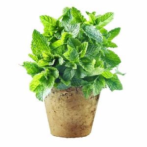 Tatlı kuzu nanesi tohumu mentha spicata spearmint