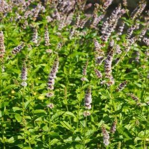 Tatlı kuzu nanesi tohumu mentha spicata spearmint