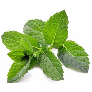 Tatlı kuzu nanesi tohumu mentha spicata spearmint