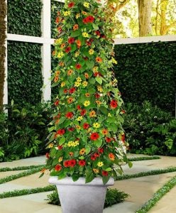 3 adet karagözlü suzan sarmaşığı fidesi 3 farklı renk