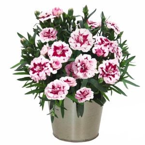 Kokulu mor beyaz bodur karanfil fidesi dianthus sweet pleasure purple picotee