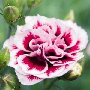 Kokulu mor beyaz bodur karanfil fidesi dianthus sweet pleasure purple picotee