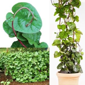 Kırmızı malabar ıspanağı tohumu basella rubra