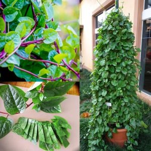 Kırmızı malabar ıspanağı tohumu basella rubra