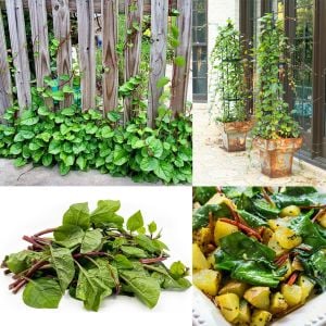 Kırmızı malabar ıspanağı tohumu basella rubra