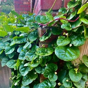 Kırmızı malabar ıspanağı tohumu basella rubra