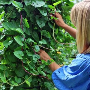 Kırmızı malabar ıspanağı tohumu basella rubra