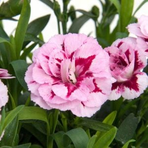 Kokulu mor beyaz bodur karanfil fidesi dianthus sweet pleasure purple picotee