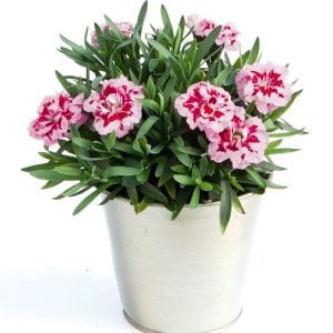 Kokulu mor beyaz bodur karanfil fidesi dianthus sweet pleasure purple picotee