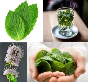 Peppermint ingiliz nanesi tohumu mentha piperita