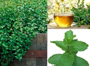 Peppermint ingiliz nanesi tohumu mentha piperita