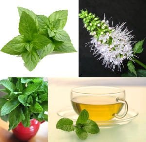 Peppermint ingiliz nanesi tohumu mentha piperita