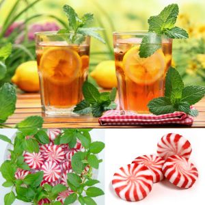 Peppermint ingiliz nanesi tohumu mentha piperita