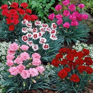 Kokulu mor beyaz bodur karanfil fidesi dianthus sweet pleasure purple picotee