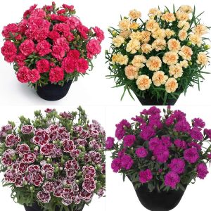 Kokulu mor beyaz bodur karanfil fidesi dianthus sweet pleasure purple picotee