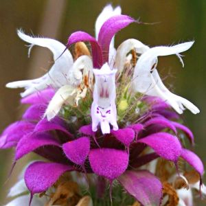 Monarda citriodora limon nanesi tohumu sivrisinek kovucu
