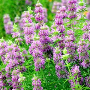 Monarda citriodora limon nanesi tohumu sivrisinek kovucu