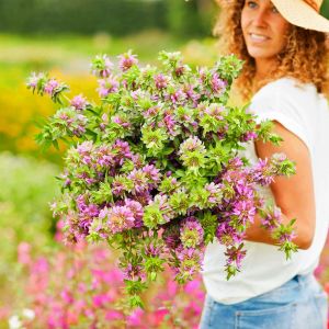 Monarda citriodora limon nanesi tohumu sivrisinek kovucu