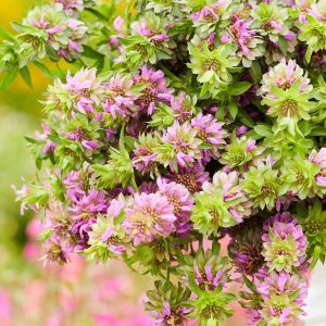 Monarda citriodora limon nanesi tohumu sivrisinek kovucu