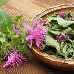 Monarda citriodora limon nanesi tohumu sivrisinek kovucu