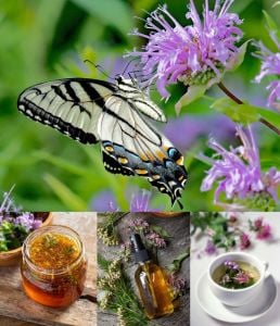 Monarda citriodora limon nanesi tohumu sivrisinek kovucu
