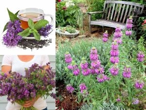 Monarda citriodora limon nanesi tohumu sivrisinek kovucu